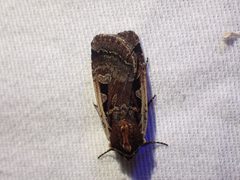 Parabagrotis exsertistigma by Ellyne Geurts. Used under a CC0 license.