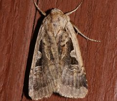 Parabagrotis sulinaris 01 by CBG Photography Group, Centre for Biodiversity Genomics. Used under a CC0 license.