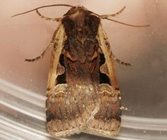 Parabagrotis sulinaris 02 by CBG Photography Group, Centre for Biodiversity Genomics. Used under a CC0 license.