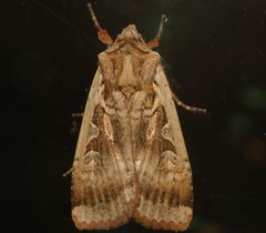 Parabagrotis sulinaris 03 by CBG Photography Group, Centre for Biodiversity Genomics. Used under a CC0 license.
