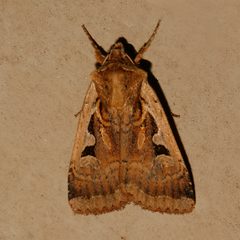 Parabagrotis sulinaris 04 by CBG Photography Group, Centre for Biodiversity Genomics. Used under a CC0 license.