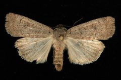 Protolampra rufipectus 01 by CBG Photography Group, Centre for Biodiversity Genomics. Used under a CC0 license.