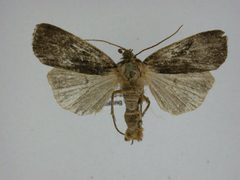 Pseudohermonassa bicarnea by J.Gill, Canadian National Collection of Insects, Arachnids and Nematodes. Used under a CC BY-SA 3.0 license.