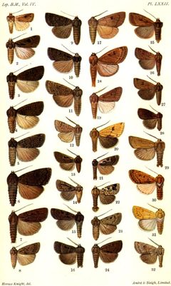 CATALOGUE-BM-PLATE LXXII by Sir GEORGE F. HAMPSON, Bart.. Used under a Public domain license.