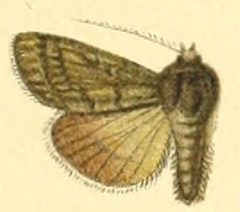 Euxoa pallidifrons by Unknown. (Editor: Adalbert Seitz). Used under a Public domain license.