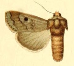 Euxoa quadrangula by Unknown. (Editor: Adalbert Seitz). Used under a Public domain license.