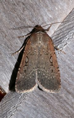 Spaelotis clandestina 4792520 by Laura Gaudette. Used under a CC BY 4.0 license.
