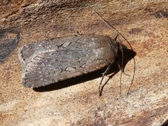 Spaelotis clandestina 53189924 by Christian Grenier. Used under a CC0 license.