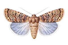 Xestia bolteri - Hampson by Original work: George F. Hampson (ed.)
Derivative work: Dysmorodrepanis (talk). Used under a Public domain license.