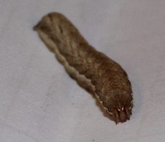 X.cnigrum 03 by AleksandraTrajkovic. Used under a CC BY-SA 4.0 license.