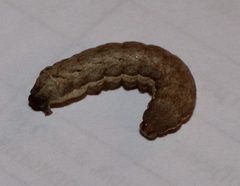 X.cnigrum 04 by AleksandraTrajkovic. Used under a CC BY-SA 4.0 license.