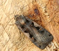 Xestia c-nigrum01 by wikipedia. Used under a Attribution license.