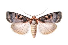 Xestia conchis - Hampson by Original work: George F. Hampson (ed.)
Derivative work: Dysmorodrepanis (talk). Used under a Public domain license.