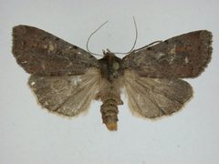 Xestia dilucida by J.Gill, Canadian National Collection of Insects, Arachnids and Nematodes. Used under a CC BY-SA 3.0 license.