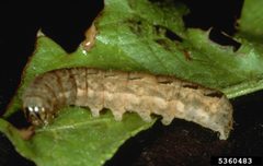 Xestia dolosa by Frank Peairs, Colorado State University, United States. Used under a CC BY 3.0 us license.