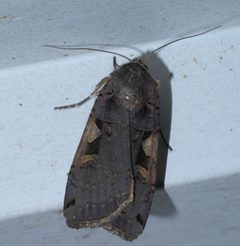 Xestia dolosa P1550100a by
xpda. Used under a CC BY-SA 4.0 license.