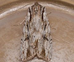 Xestia infimatis by CBG Photography Group, Centre for Biodiversity Genomics. Used under a CC0 license.