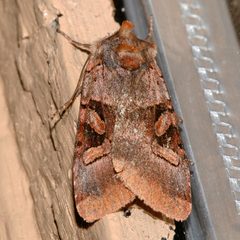 Xestia oblata 01 by CBG Photography Group, Centre for Biodiversity Genomics. Used under a CC0 license.