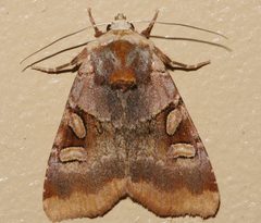 Xestia oblata 02 by CBG Photography Group, Centre for Biodiversity Genomics. Used under a CC0 license.
