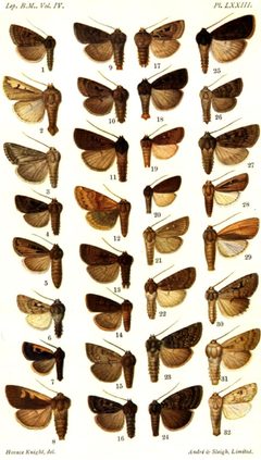 CATALOGUE-BM-PLATE LXXIII by Sir GEORGE F. HAMPSON, Bart.. Used under a Public domain license.