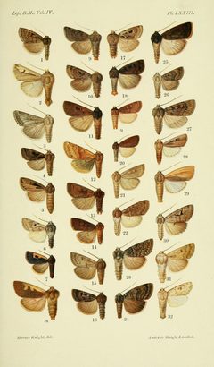 CLBM 04 Pl73 by George F. Hampson (ed.). Used under a Public domain license.