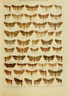 Diegrossschmette03seitz 0033 by Adalbert Seitz (ed.). Used under a Public domain license.