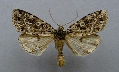 Xestia speciosa by Dumi. Used under a CC BY-SA 3.0 license.