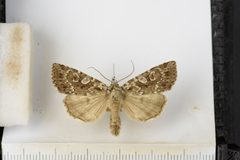 Xestia speciosa 01 by Luomus, University of Helsinki. Used under a CC BY 4.0 license.