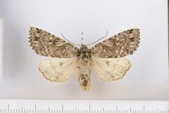 Xestia speciosa aegrota by Luomus, University of Helsinki. Used under a CC BY 4.0 license.