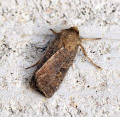Xestia xanthographa - Flickr - Bennyboymothman by Ben Sale from UK. Used under a CC BY 2.0 license.