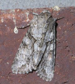 Achatia distincta P1370129a by 
xpda. Used under a CC BY-SA 4.0 license.