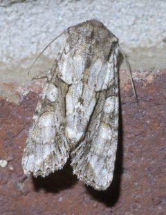 Achatia distincta P1380389a by 
xpda. Used under a CC BY-SA 4.0 license.