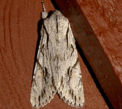 Egira crucialis 01 by CBG Photography Group, Centre for Biodiversity Genomics. Used under a CC0 license.