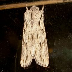 Egira crucialis 02 by CBG Photography Group, Centre for Biodiversity Genomics. Used under a CC0 license.
