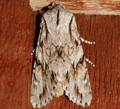 Egira crucialis 03 by CBG Photography Group, Centre for Biodiversity Genomics. Used under a CC0 license.