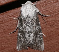 Egira curialis by CBG Photography Group, Centre for Biodiversity Genomics. Used under a CC0 license.