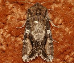 Egira perlubens 01 by CBG Photography Group, Centre for Biodiversity Genomics. Used under a CC0 license.