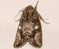 Egira perlubens 03 by CBG Photography Group, Centre for Biodiversity Genomics. Used under a CC0 license.