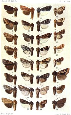 CATALOGUE-BM-PLATE LXXXIX by Sir GEORGE F. HAMPSON, Bart.. Used under a Public domain license.