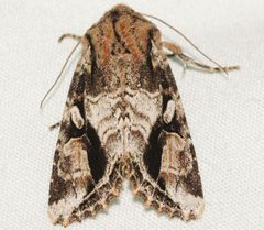 Egira rubrica 01 by CBG Photography Group, Centre for Biodiversity Genomics. Used under a CC0 license.