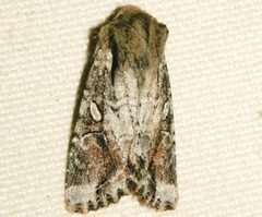 Egira rubrica 03 by CBG Photography Group, Centre for Biodiversity Genomics. Used under a CC0 license.