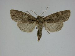 Morrisonia confusa by J.Gill, Canadian National Collection of Insects, Arachnids and Nematodes. Used under a CC BY-SA 3.0 license.