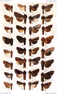 CATALOGUE-BM-PLATE LXXXVIII by Sir GEORGE F. HAMPSON, Bart.. Used under a Public domain license.