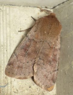 Orthosia alurina - inat 65835724 by {{{name}}}. Used under a CC BY-SA 4.0 license.