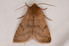 Orthosia arthrolita by Chloe and Trevor Van Loon. Used under a CC BY 4.0 license.