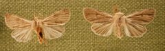 Orthosia hibisci by Skye McDavid. Used under a CC BY 4.0 license.