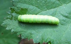 Orthosia hibisci-Caterpillar-1 by Eugene Zelenko. Used under a CC BY-SA 4.0 license.