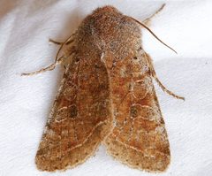 Orthosia hibisci 01 by CBG Photography Group, Centre for Biodiversity Genomics. Used under a CC0 license.
