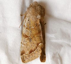 Orthosia hibisci 02 by CBG Photography Group, Centre for Biodiversity Genomics. Used under a CC0 license.