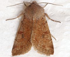 Orthosia hibisci 03 by CBG Photography Group, Centre for Biodiversity Genomics. Used under a CC0 license.